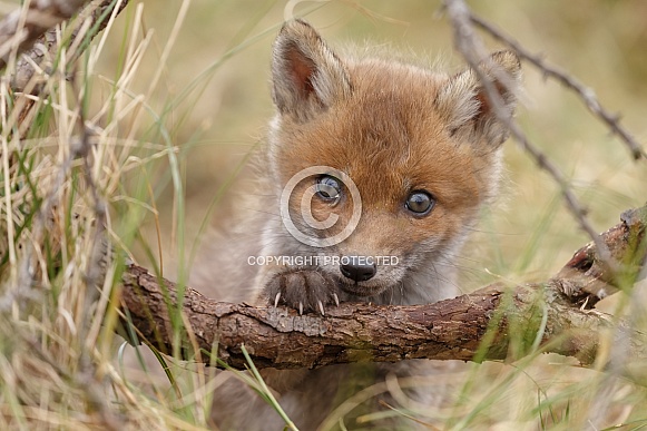 Red Fox Cubs Red Fox Cubs