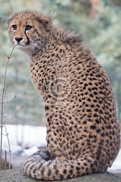 Cheetah cub