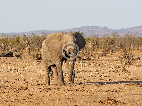 African Elephant