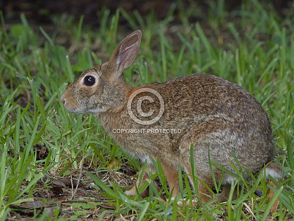 Marsh Rabbit