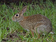 Marsh Rabbit