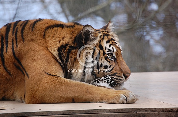 Sumatran Tiger