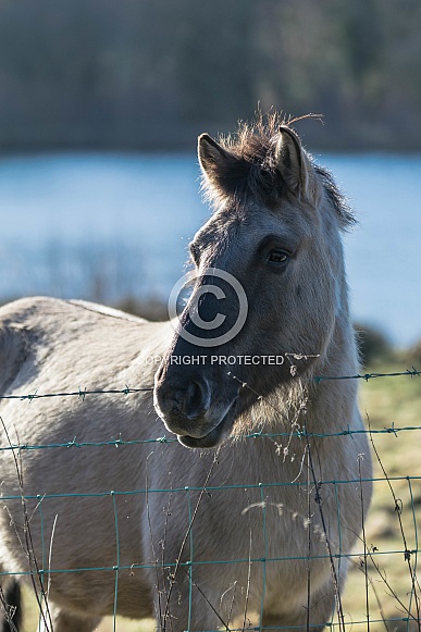 Konik Ponies