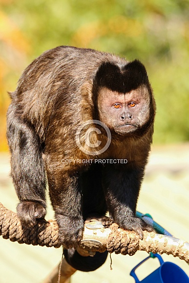 Brown Capuchin Monkey