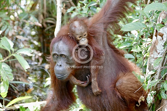 Mother and baby Orangutans