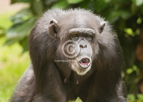 Chimpanzee Chimpanzee