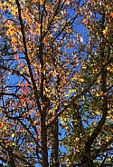 Colorful leaves of Autumn