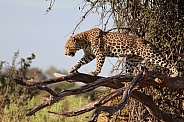 Leopard walking on a branch