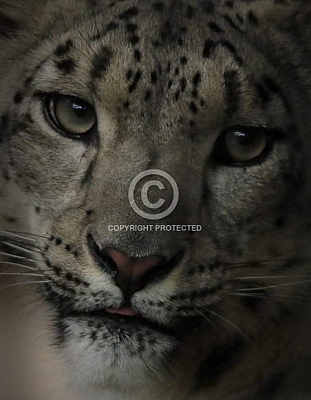 Snow Leopard