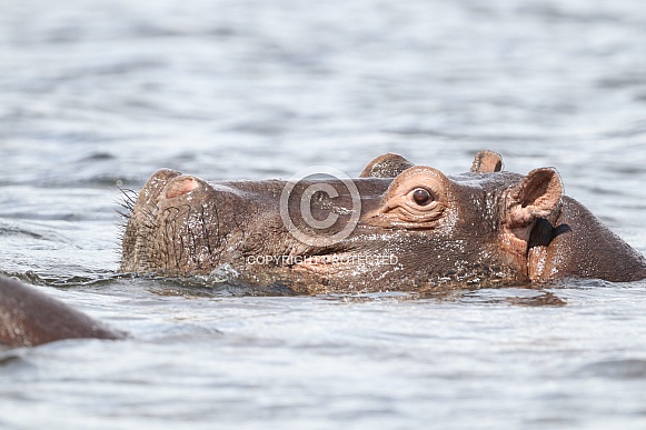 Hippopotamus