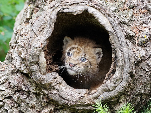 Siberian lynx kitten