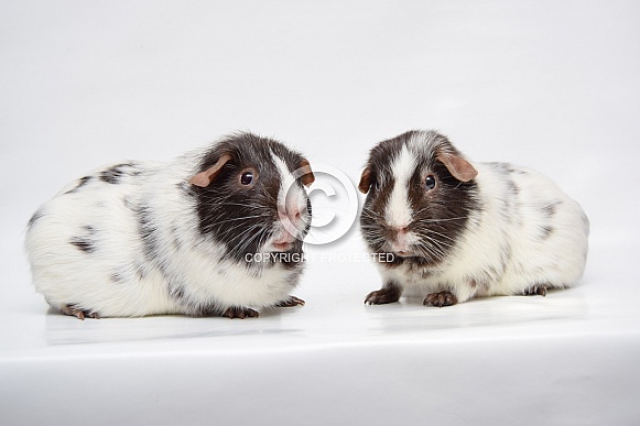 Dalmatian guinea pig