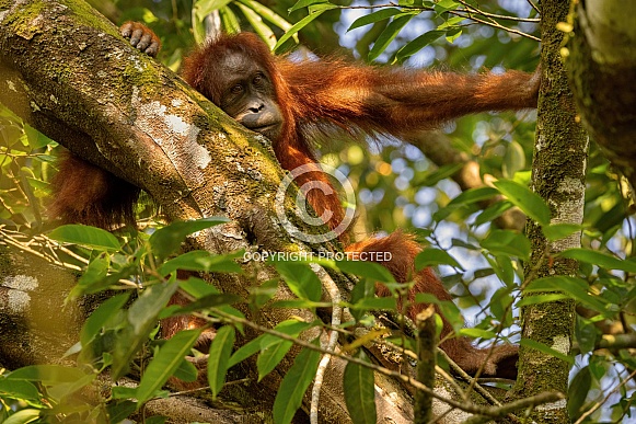 Sumatran orangutan in the nature habitat