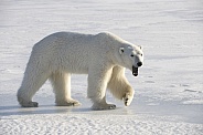 Polar Bear