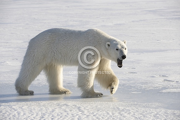Polar Bear Polar Bear