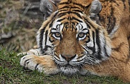 Amur Tiger Laying Down