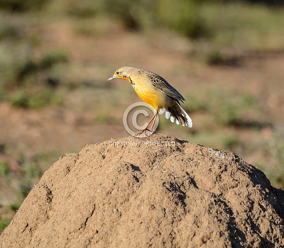 Cape Longclaw