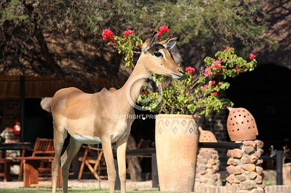 Impala