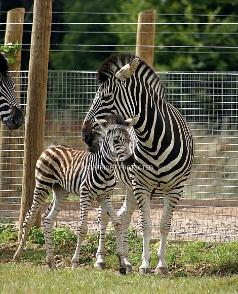 Zebra & Foal