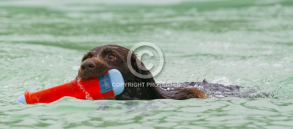 Boykin Spaniel