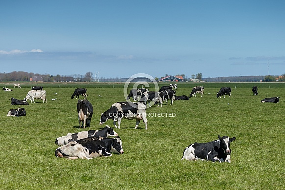 Dutch Cow and Cows