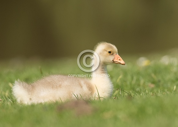 Gosling Gosling