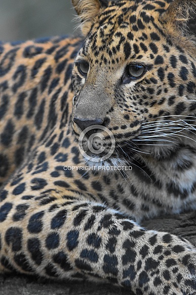 african leopard cub