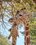 Giraffe Greeting