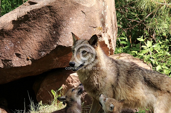 Wolf and Wolf Pups