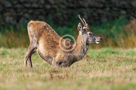 Red Deer