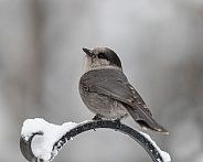 Gray Jay in Winter