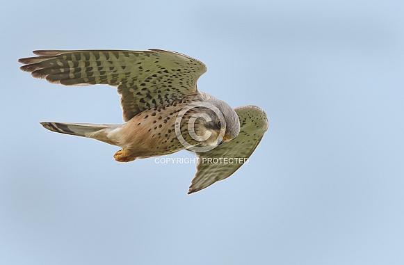 The European common kestrel