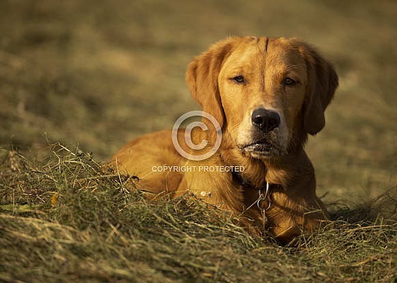 Golden Retriever