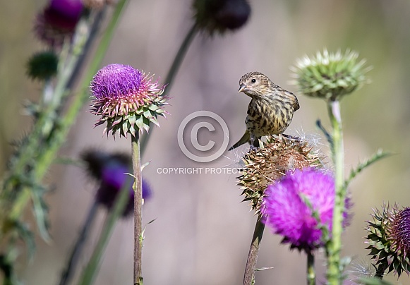 Pine Siskin Pine Siskin