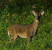 White tail deer