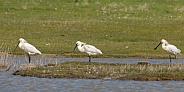 The Eurasian spoonbill