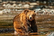 Brown Bear