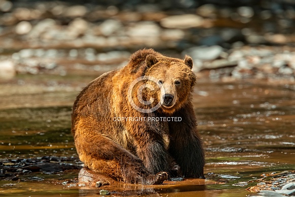 Brown Bear