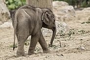 Newborn Asiatic Elephant Calf Full Body