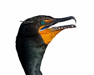 Close up of double-crested cormorant - Phalacrocorax auritus