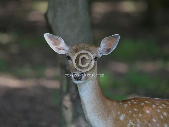 Fallow deer