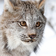 Bobcat