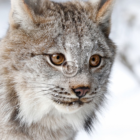 Bobcat
