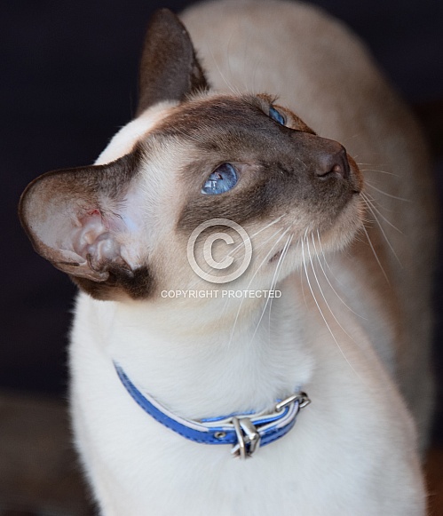 Siamese Cat Siamese Cat