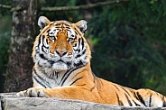 Nice tiger posing