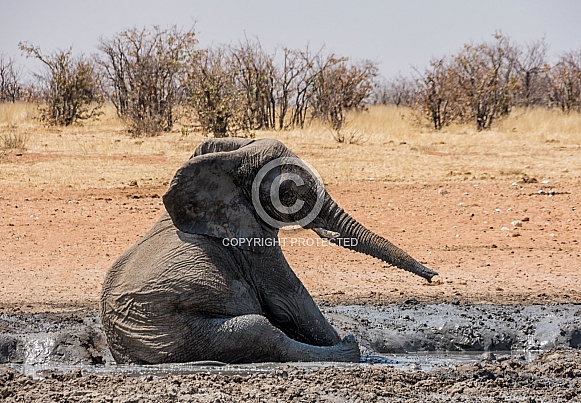 Elephant Mud Bath