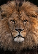 African Lion Male Portrait Head Shot