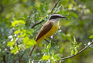 Great Kiskadee