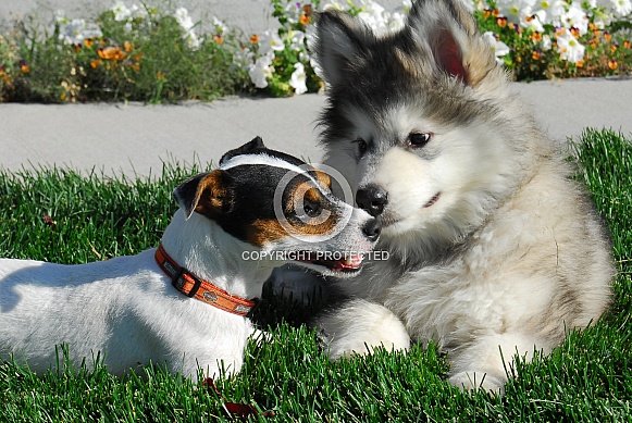 Alaskan Malamute Alaskan Malamute