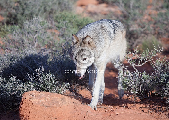 wolf, canis lupis